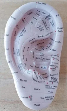 Ear Reflexology